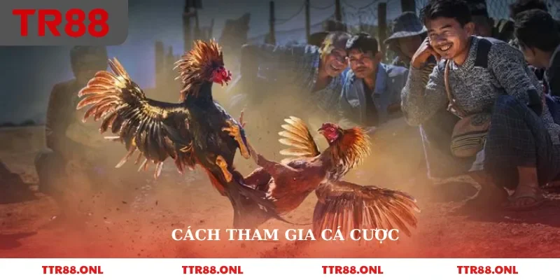 Cách tham gia cá cược